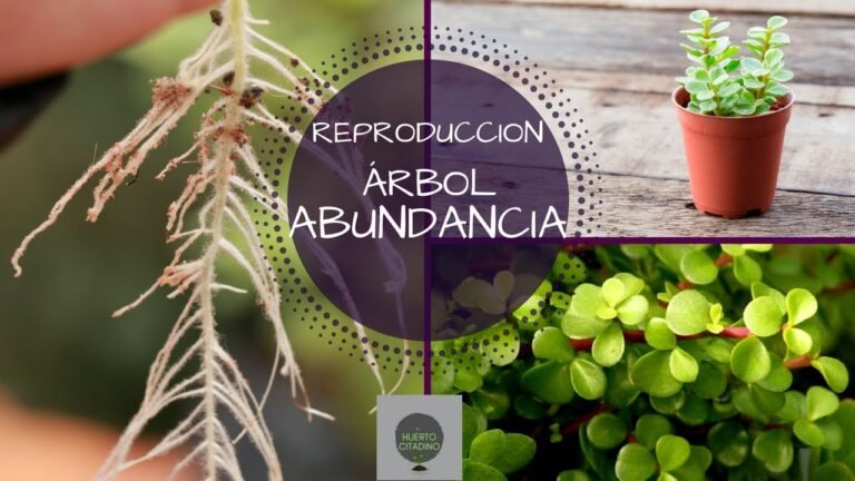 Descubre cómo plantar Portulacarias Afra en tu hogar