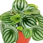 10 plantas de interior que necesitas para dar un toque verde a tu hogar