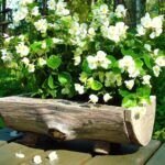10 tipos de plantas ornamentales para embellecer tu jardín