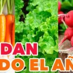 ¡Secretos para plantar hortelanas con éxito en tu jardín!