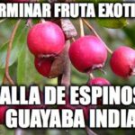 ¡Descubre cómo plantar bayas de espino y disfruta de sus increíbles beneficios!