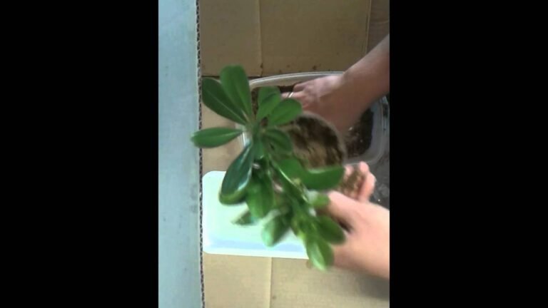 Cultiva tus propios pitosporos: guía paso a paso