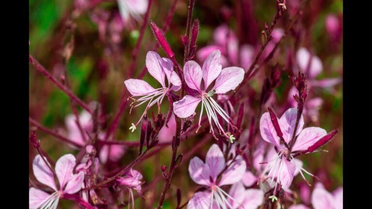 Guía completa: Cómo plantar gauras en tu jardín
