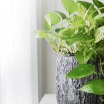 20 plantas acuáticas para decorar tu hogar sin tierra