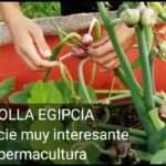 Plantar cebollas egipcias en casa