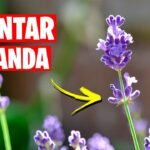 Descubre Cómo Plantar Lavandas de manera sencilla y exitosa