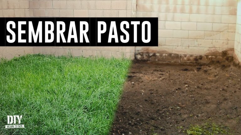 ¡Secretos para plantar pistias con éxito en tu jardín!