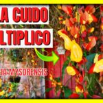 Descubre cómo plantar thunbergias y llenar tu jardín de belleza y color ¡Hazlo con estos simples pasos!