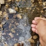 Descubre cómo plantar ratanes de agua en tu jardín en solo 5 pasos