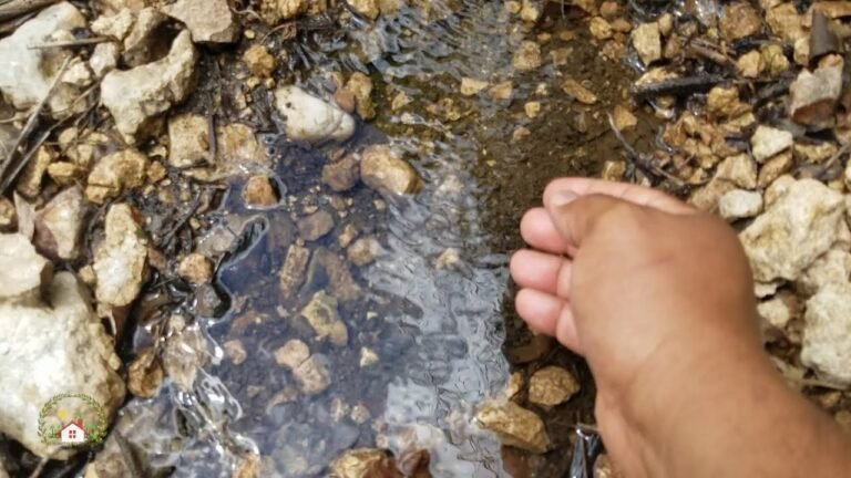 Descubre cómo plantar ratanes de agua en tu jardín en solo 5 pasos