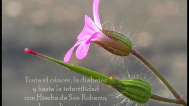 Guía experta para plantar hierbas de San Roberto en casa