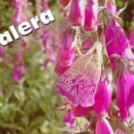 Cómo plantar dedaleras y crear un jardín encantado