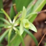 ¡Descubre cómo plantar vainillas y cultivar tus propias delicias aromáticas!