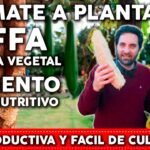 ¡Descubre cómo plantar cactus de estropajo de forma sencilla y efectiva!