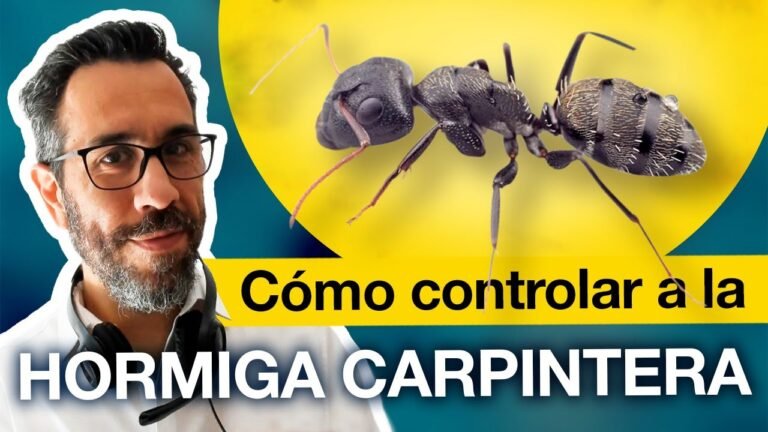 Abejas carpinteras: Estrategias para identificar y controlar