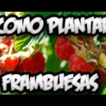 ¡Descubre cómo plantar Salal Berries y disfruta de sus deliciosos frutos!