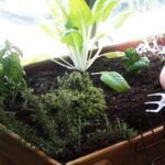 5 consejos efectivos para evitar el shock de trasplante en tus plantas