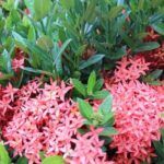 5 Controladores de Plagas Orgánicos para Mantener tu Jardín Libre de Insectos Dañinos.