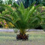 5 cultivos ideales para sembrar después de la cosecha de ajos