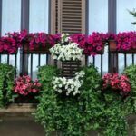 5 plantas de fácil cuidado para convertir tu balcón en un oasis