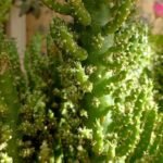 ¡Descubre todos los secretos para plantar cactus de alfiler con éxito!
