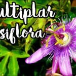 Descubre todos los secretos para plantar pasifloras con éxito