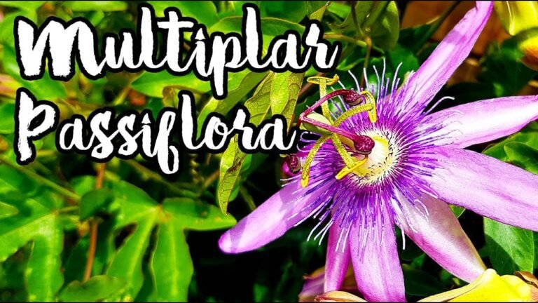 Descubre todos los secretos para plantar pasifloras con éxito