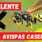 Control efectivo de avispa americana en el hogar y jardín, primer plano de una avispa negra y amarilla posada sobre una fruta con rótulos rojos que señalan repelente casero.