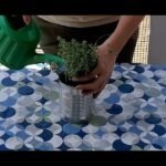¡Descubre los secretos para plantar tomillos limón de forma sencilla y exitosa!