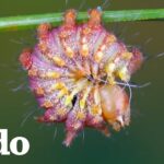 Oruga enrollada de tonos rosados y amarillos colgando de un tallo verde en vista macro — Identificación y control de las orugas geomensoras