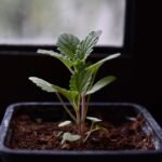 Descubre cómo plantar mentas de gato y disfruta de su aroma felino