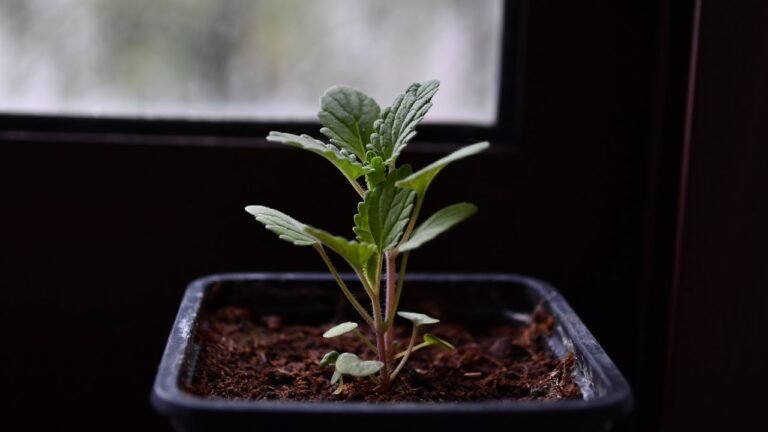 Descubre cómo plantar mentas de gato y disfruta de su aroma felino