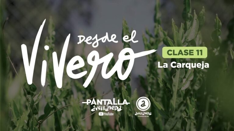 ¡Descubre los secretos para plantar carquejas con éxito!