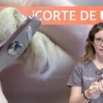 Cómo plantar uñas de gato como un experto en jardinería