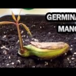Aprende todo sobre cómo plantar mangos en tu propio jardín ¡Sigue estos consejos!
