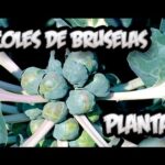 ¡Descubre todos los secretos para plantar coles de Bruselas con éxito!