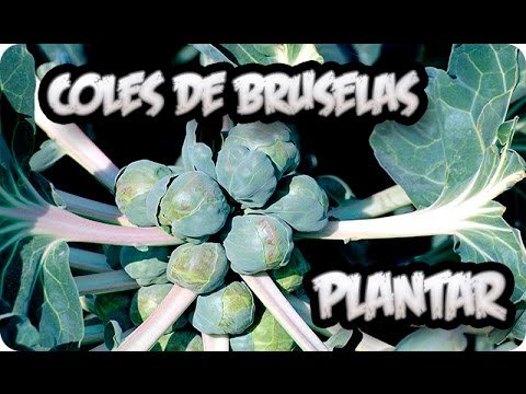 ¡Descubre todos los secretos para plantar coles de Bruselas con éxito!