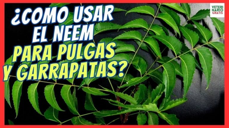 Control eficaz de plagas de garrapatas: ¡mantén a raya a estos parásitos!
