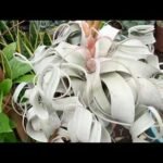 Secretos para plantar Tillandsia Xerographicas con éxito