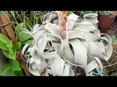 Secretos para plantar Tillandsia Xerographicas con éxito