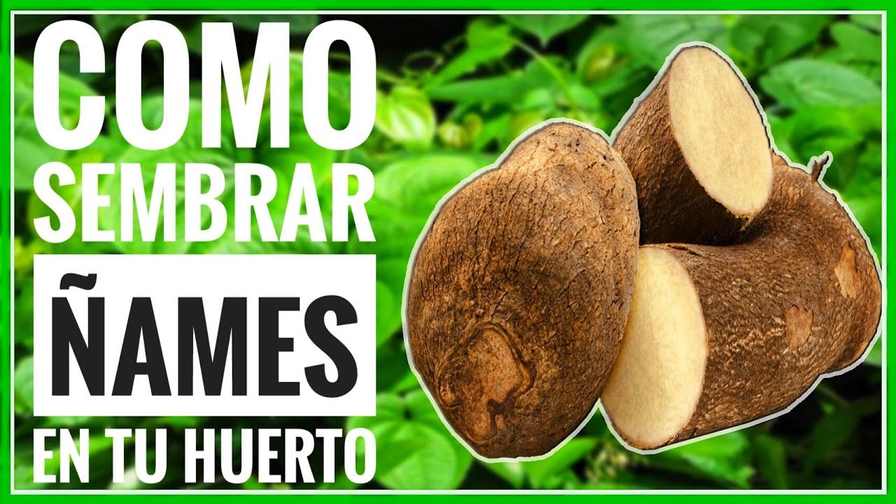 Plantación de ÑAMES: SECRETOS para el ÉXITO en CASA