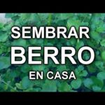 Descubre los secretos para plantar berros con éxito en tu jardín
