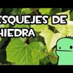 Descubre cómo plantar coberturas de hiedra de forma fácil y rápida