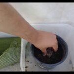 Cómo plantar konjacs con éxito en tu jardín: ¡Consejos y secretos!