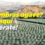 ¡Descubre cómo plantar agaves y llenar tu jardín de belleza desértica!