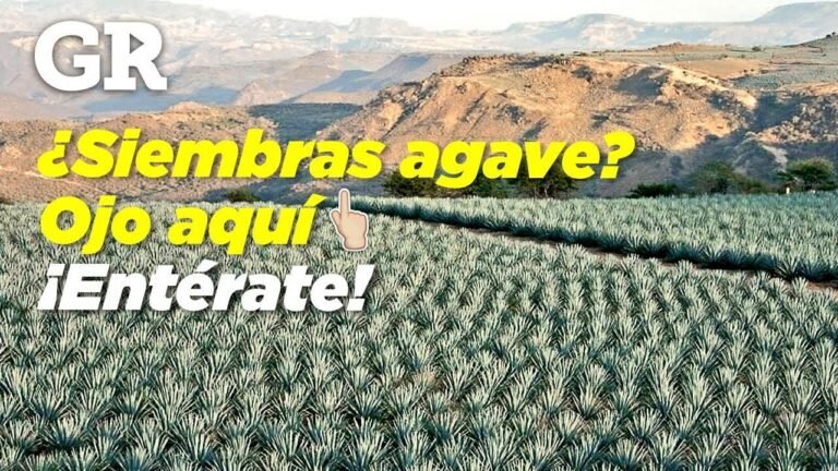 ¡Descubre cómo plantar agaves y llenar tu jardín de belleza desértica!