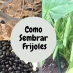 Tutorial: Cómo plantar frijolitos en tu jardín de forma sencilla