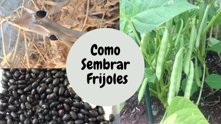 Guía completa para plantar tus propios frijolitos de lima en casa