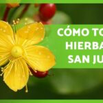 ¡Descubre los secretos para plantar Hierbas de San Juan con éxito!  ✨
