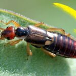 Tijeretas: Identificación y control de estos insectos molestos, insecto alargado sobre una hoja con pinzas abdominales visibles.